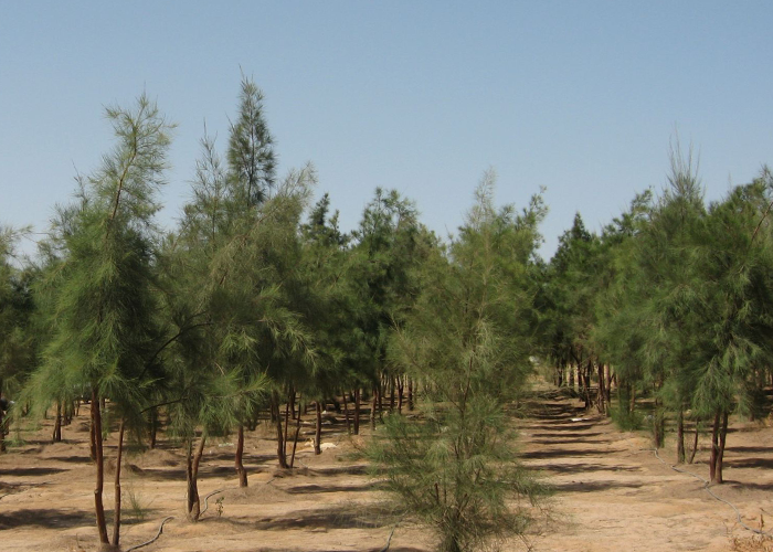 بغداد – دعوات لزيادة الغطاء النباتي في العراق لمواجهة تلوث الهواء ونقص الأوكسجين كشف موقع "نمبيو"، المتخصص في رصد حياة الناس حول العالم، أن كل مواطن عراقي بحاجة إلى 75 شجرة لتغطية احتياجاته من الأوكسجين نتيجة التلوث المتزايد. وأوضح التقرير أن المواطن العراقي الواحد ينتج نحو 1.700 كغم من ثاني أوكسيد الكربون سنويًا بسبب تنقله بالسيارات، مما يشير إلى الحاجة الملحة لزراعة عدد كبير من الأشجار لتحقيق التوازن البيئي وتقليل آثار التلوث.